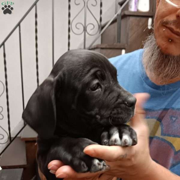 Traviesa, African Boerboel Puppy