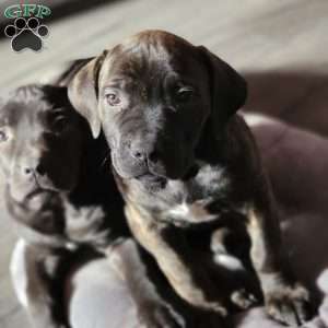 Mini, African Boerboel Puppy