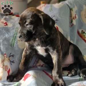 Mini, African Boerboel Puppy