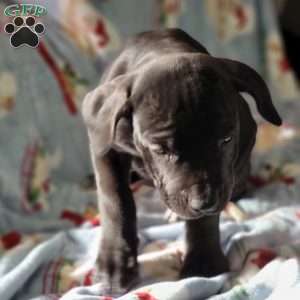 Runt, African Boerboel Puppy