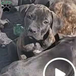 Mini, African Boerboel Puppy