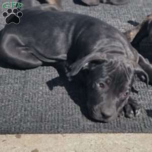 Runt, African Boerboel Puppy