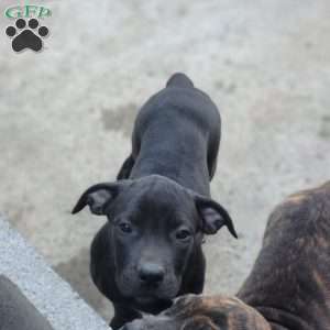 Runt, African Boerboel Puppy