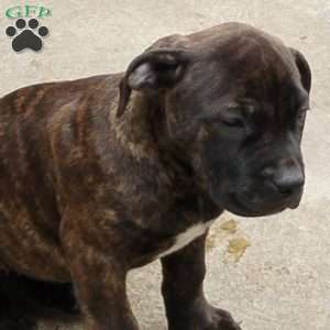 Mini, African Boerboel Puppy