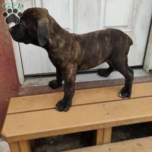 Mini, African Boerboel Puppy