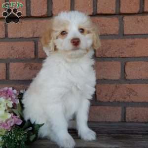Chloe, Mini Labradoodle Puppy