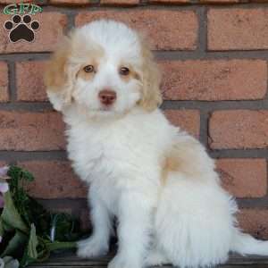 Chloe, Mini Labradoodle Puppy