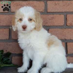Chloe, Mini Labradoodle Puppy