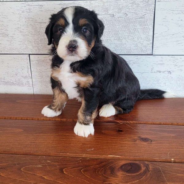 Bandit, Mini Bernedoodle Puppy
