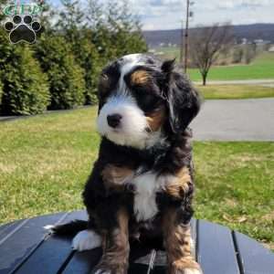 Theo, Mini Bernedoodle Puppy