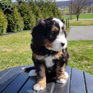 Theo, Mini Bernedoodle Puppy