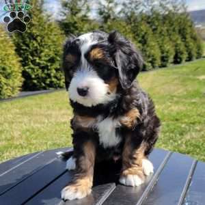 Theo, Mini Bernedoodle Puppy