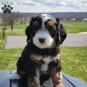 Theo, Mini Bernedoodle Puppy