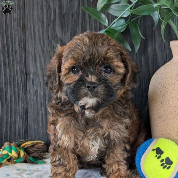 Kali, Shih-Poo Puppy