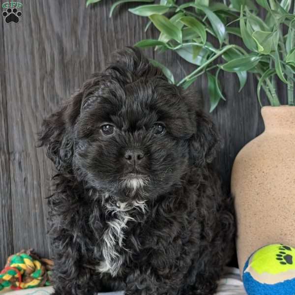 Faith, Shih-Poo Puppy