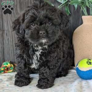 Faith, Shih-Poo Puppy