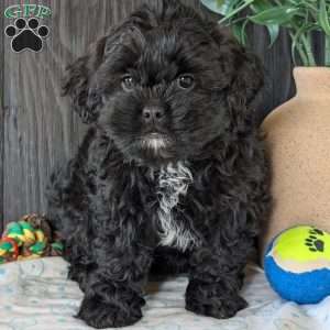 Faith, Shih-Poo Puppy