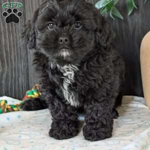 Faith, Shih-Poo Puppy