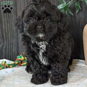 Faith, Shih-Poo Puppy