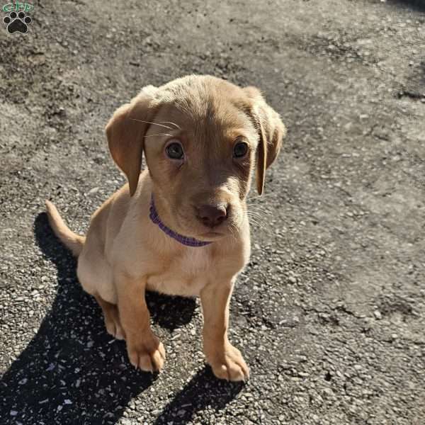 Rosita, Yellow Labrador Retriever Puppy