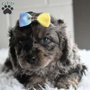 Trevor, Cavapoo Puppy