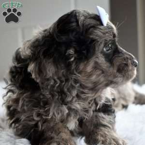 Trevor, Cavapoo Puppy