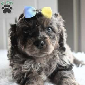 Trevor, Cavapoo Puppy