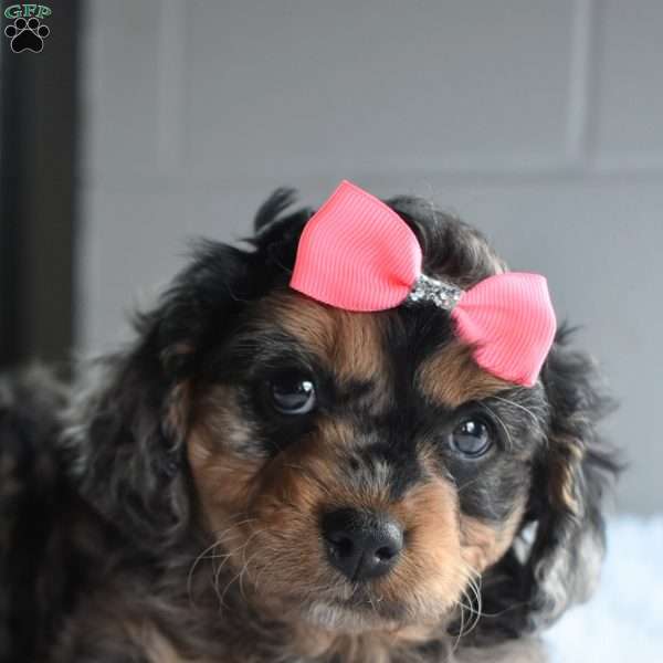 Tessa, Cavapoo Puppy