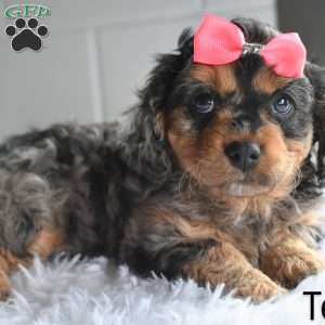 Tessa, Cavapoo Puppy