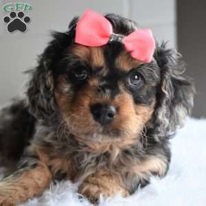 Tessa, Cavapoo Puppy