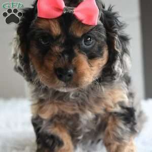 Tessa, Cavapoo Puppy