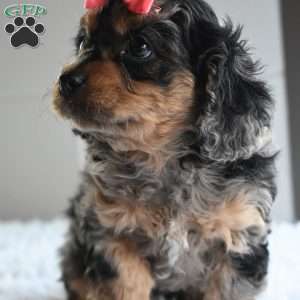 Tessa, Cavapoo Puppy