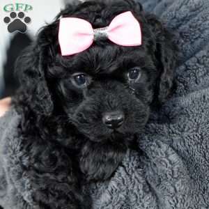 Twinkle, Cavapoo Puppy