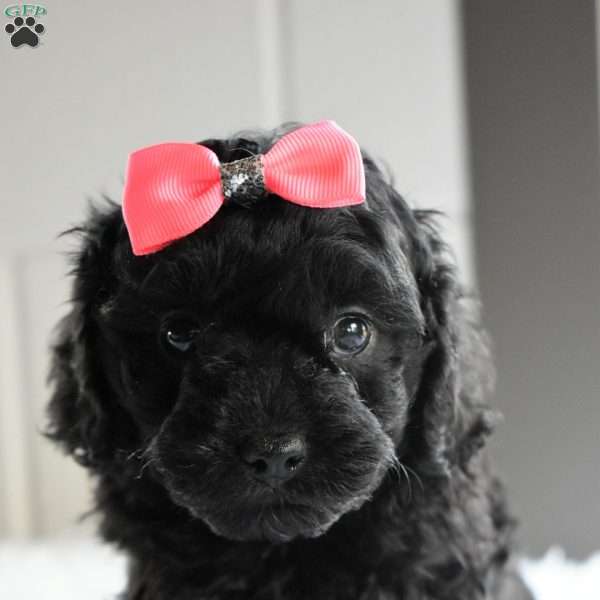 Twinkle, Cavapoo Puppy