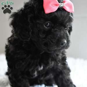 Twinkle, Cavapoo Puppy