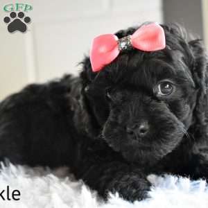 Twinkle, Cavapoo Puppy