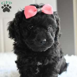 Twinkle, Cavapoo Puppy