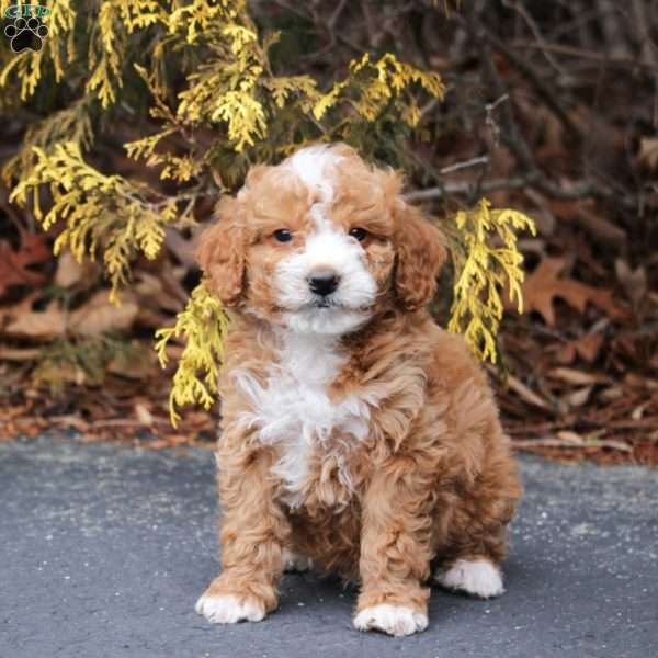 Max, Mini Bernedoodle Puppy