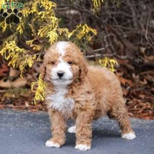 Max, Mini Bernedoodle Puppy
