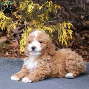 Max, Mini Bernedoodle Puppy
