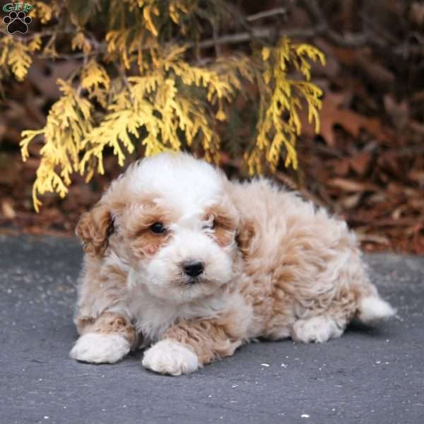 Missy, Mini Bernedoodle Puppy