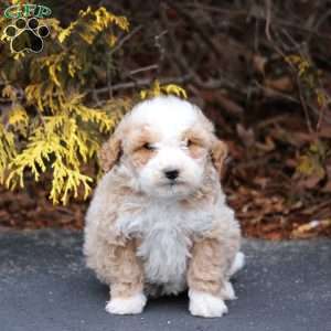 Missy, Mini Bernedoodle Puppy