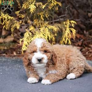Jax, Mini Bernedoodle Puppy