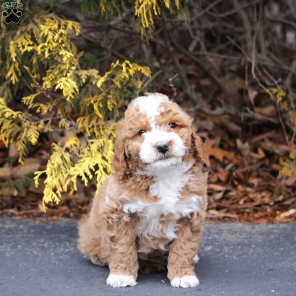 Jax, Mini Bernedoodle Puppy