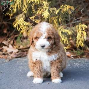 Casper, Mini Bernedoodle Puppy