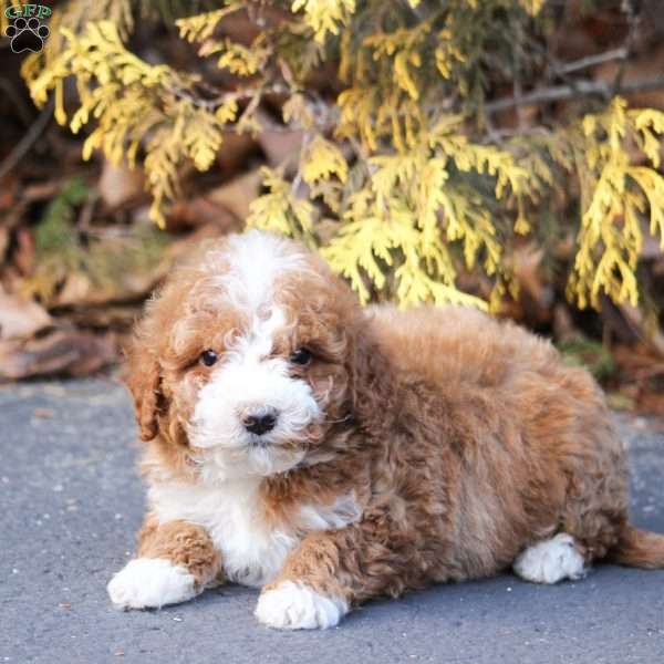 Casper, Mini Bernedoodle Puppy