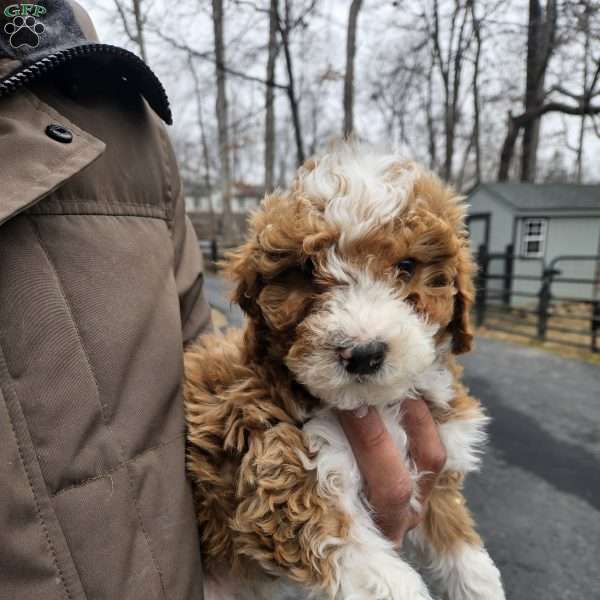 Rosebud, Mini Bernedoodle Puppy