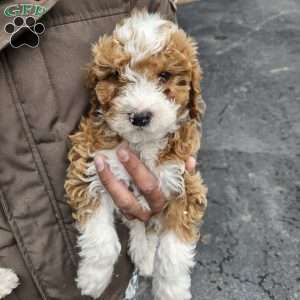 Rosebud, Mini Bernedoodle Puppy