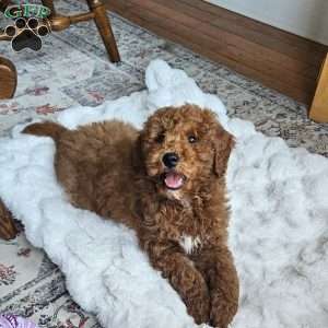 Prince  F1BB, Mini Goldendoodle Puppy