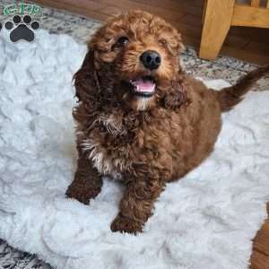 Cupcake  F1BB, Mini Goldendoodle Puppy